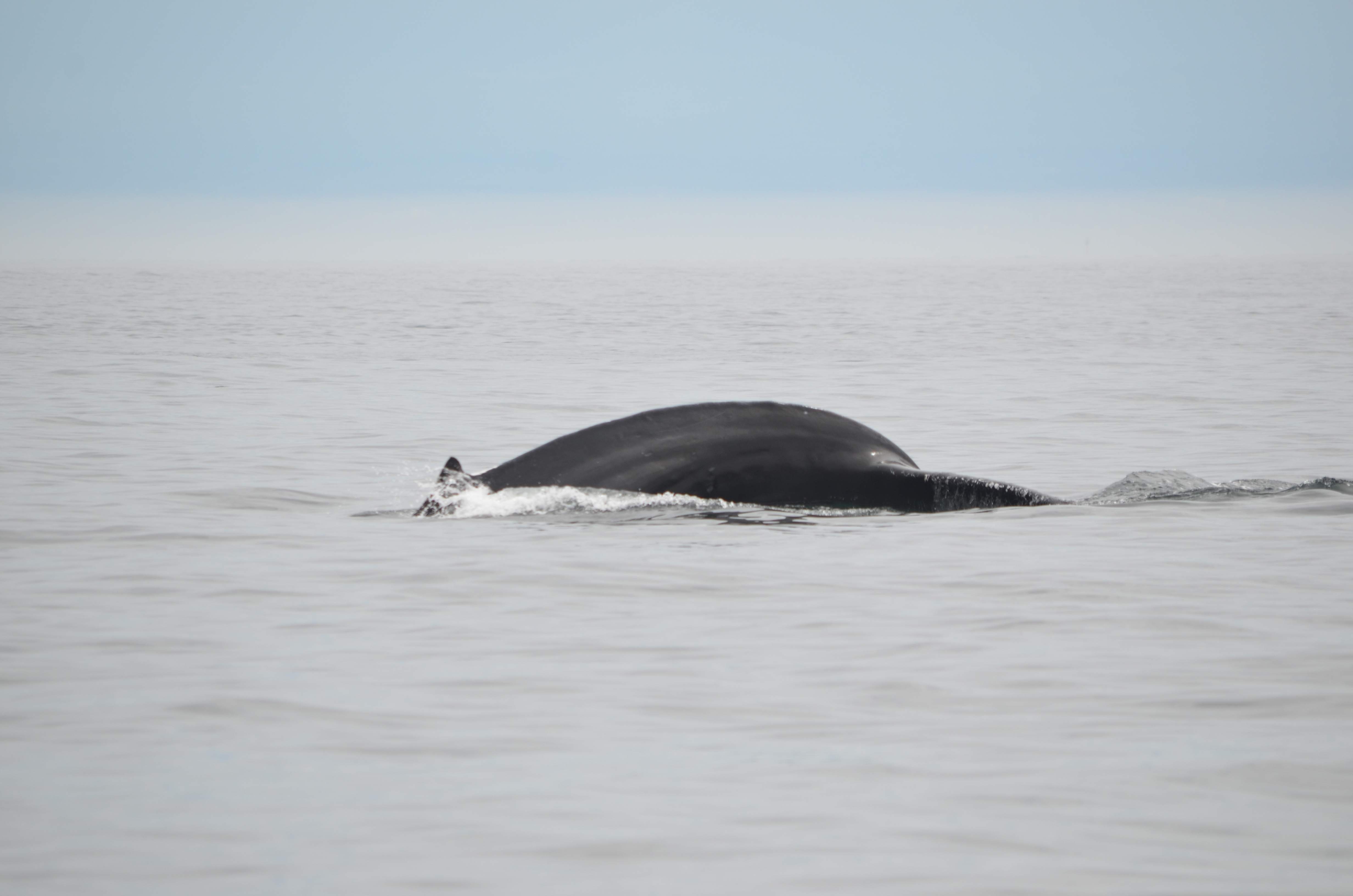 photos/wildlife/Mammal_Species/Humpback Whale/DSC_0149.JPG